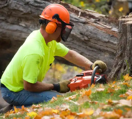 tree services Bridgeport